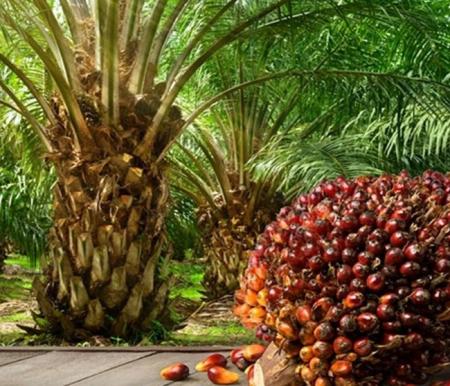 Harga CPO Menguat, AALI & BWPT Siapkan Strategi Besar Hadapi Gejolak Global