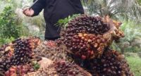 Harga TBS Sawit Swadaya di Riau Kembali Naik, Tembus Rp3.878 per Kg