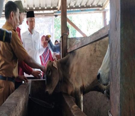 Walikota Dumai, Paisal meninjau sapi kurban Iduladha di Kelurahan Bukit Timah, Kecamatan Dumai Selatan (foto/Bambang)