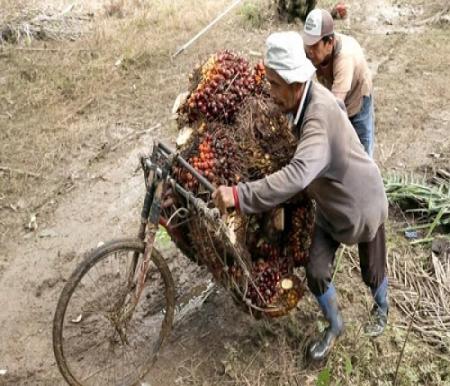 Harga TBS Sawit Mitra Swadaya Riau Anjlok di Awal 2026, Umur 9 Tahun Turun Paling Dalam