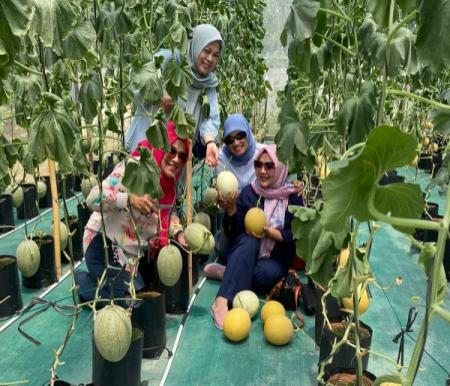 Baru Panen Sepekan, Melon di Pusat Kota Pekanbaru Ludes Diserbu Pembeli