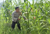 Polsek Rimba Melintang melaksanakan pengecekan program ketahanan pangan jagung (foto/afrizal)