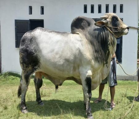 Sapi milik peternak di Inhu yang terpilih jenisnya Brahman (foto/int)