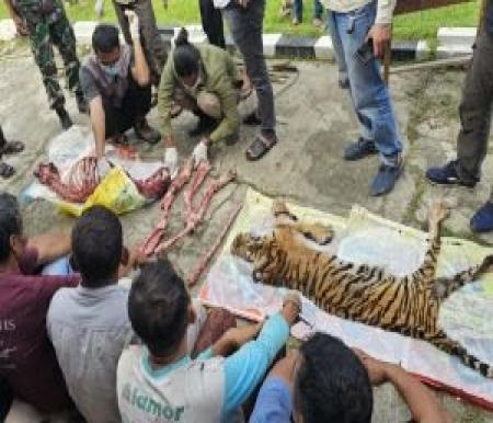 Enam Pembunuh Harimau Sumatra Dituntut 7 Tahun Penjara dan Denda Rp100 Juta