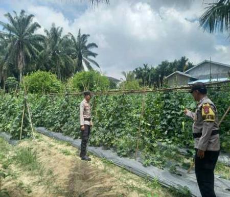 Polsek Simpang Kanan melakukan pengecekan rutin kebun mentimun warga. (Foto: Afrizal)