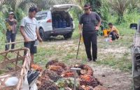 Ilustrasi harga TBS sawit swadaya Riau turun lagi (foto/int)