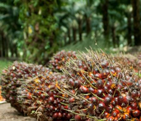 10 Provinsi Pemilik Lahan Kelapa Sawit Terluas di Indonesia, Riau Peringkat Pertama