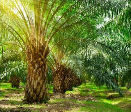Harga TBS Kelapa Sawit Swadaya di Riau Naik Menjadi Rp3.611 per Kilogram