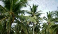 Pemkab Meranti remajakan 3.500 hektare kebun kelapa, petani didorong hasilkan produk bernilai tinggi (foto/int)