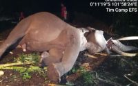 Setelah 45 tahun mengabdi, gajah Indro mati di TNTN (foto/tribun)