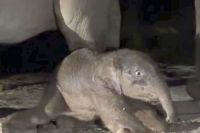 Anak Gajah Sumatra lahir sehat di TNTN, hasil perkawinan dengan gajah liar (foto/int)