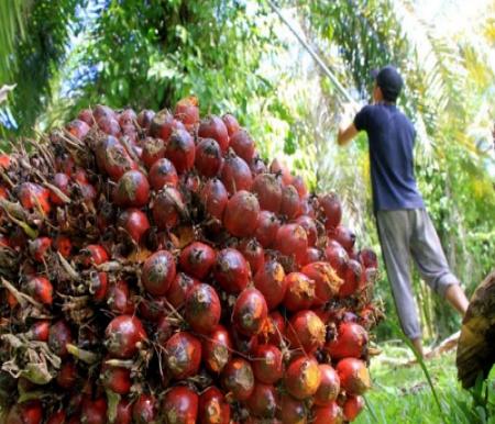 Harga TBS Sawit Plasma di Riau Pekan ini Jeblok jadi Rp3.653,60/Kg