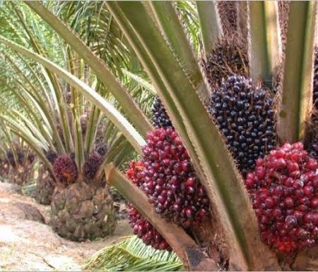 Naik 2,02 Persen, Harga TBS Sawit Mitra Swadaya di Riau Pekan ini Tembus Rp4.088,09 Per Kilogram
