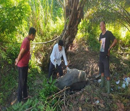 Kerbau batal jadi kurban di Desa Ridan Permai Kecamatan Bangkinang Kota (foto/int)