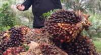 Ilustrasi harga TBS sawit Riau turun tajam (foto/int)