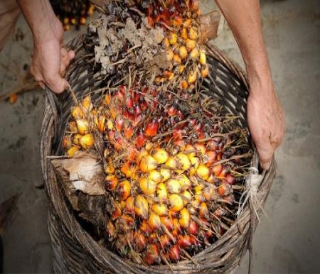 Dibanderol Rp3.469 per Kg, Harga TBS Kelapa Sawit Mitra Plasma Pekan Ini Turun