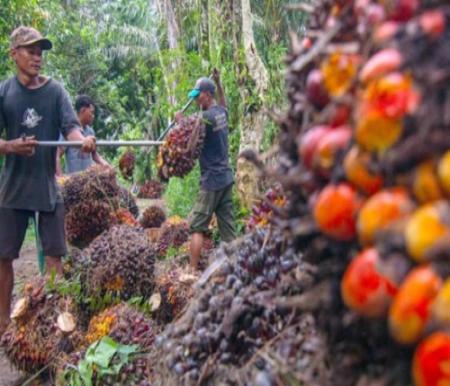 Pekan ini Harga TBS Sawit Mitra Plasma di Riau Naik 1,56 Persen
