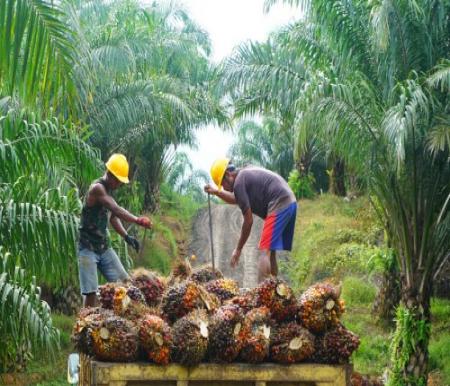 Ilustrasi harga TBS kelapa sawit mitra swadaya di Riau turun (foto/int)