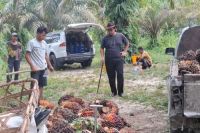 Harga kelapa sawit mitra plasma pekan ini naik tipis (foto/int)