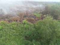 Ilustrasi BMKG mendeteksi hotspot di lima daerah Riau (foto/int)