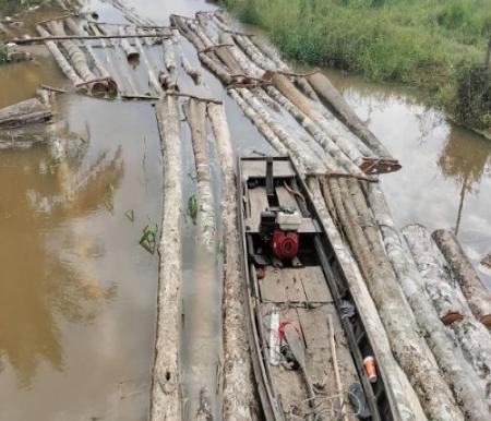 Dua Pelaku Illegal Logging Diciduk di Pelalawan, Polisi Sita Chainsaw dan Truk