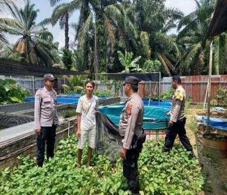 Polsek Simpang Kanan aktif mendukung program ketahanan pangan nasional dengan meninjau langsung budidaya ikan lele. (Foto: Afrizal)