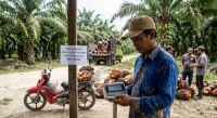 Harga TBS sawit mitra plasma di Riau pekan ini turun.(ilustrasi/gemini AI/halloriau.com)