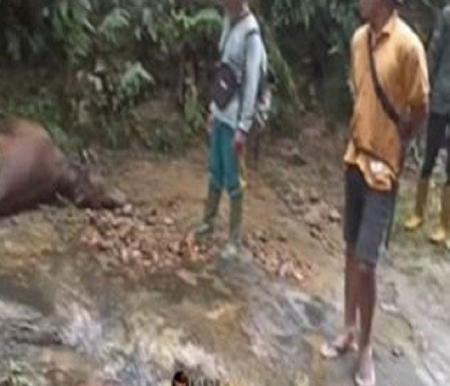 Sapi milik warga di Blok C, Nagari Lunang, Kecamatan Lunang diduga dimangsa harimau (foto/int)