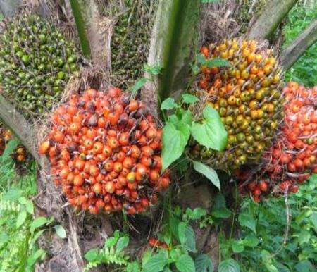 Independent Palm Oil FFB Prices in Riau Surge, Reaching Rp3,533/Kg for August 6–12 2025