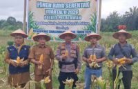 Panen raya jagung di Pelalawan.(foto: andi/halloriau.com)