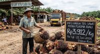 Harga TBS sawit mitra plasma di Riau pekan ini turun.(ilustrasi/AI/halloriau.com)