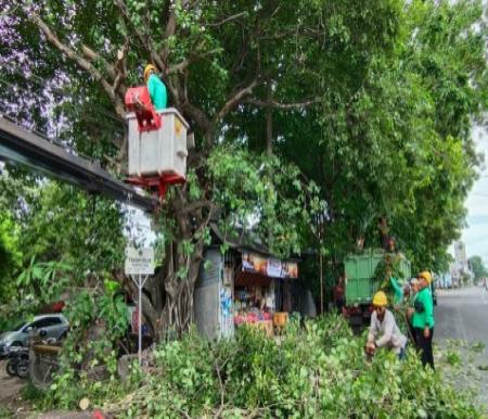 Pohon pelindung di berbagai ruas jalan Kota Pekanbaru menjadi rawan tumbang (foto/int)