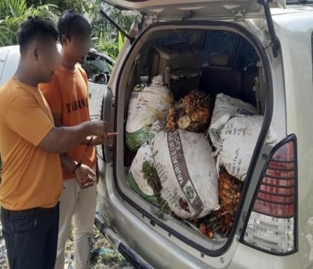 Bawa 410 Kg Sawit Curian Pakai Mobil, Dua Warga Siak Ditangkap Polisi