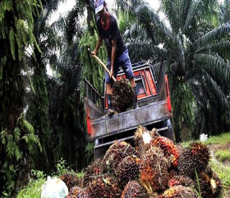 Harga TBS Sawit Riau Naik Tipis, Faktor Kernel Jadi Penopang Utama Hingga Januari 2026