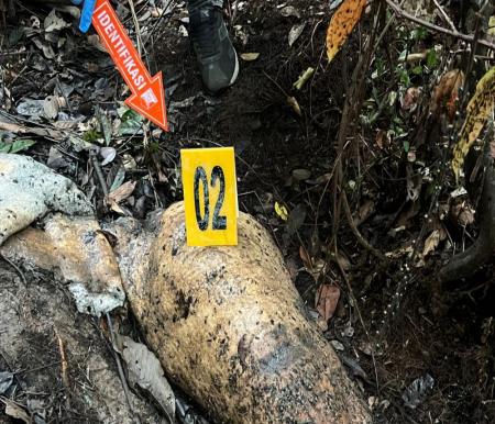 Polisi Ungkap Titik Terang Kasus Kematian Gajah di Pelalawan, 40 Saksi Diperiksa