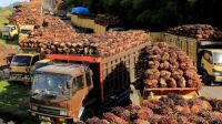Harga TBS Sawit Mitra Swadaya Riau Anjlok Lagi Pekan Ini, Kernel Jatuh Paling Dalam!