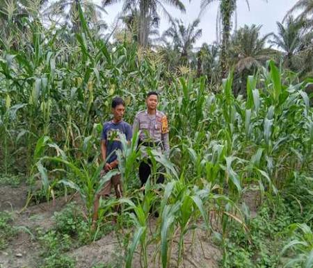 Bhabinkamtibmas Bagan Nibung melakukan pengecekan rutin tanaman jagung manis milik warga. (Foto: Afrizal)