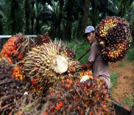 Ilustrasi harga sawit petani swadaya di Riau naik (foto/int)