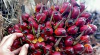 Harga TBS Sawit Plasma Riau Turun Jadi Rp3.941 per Kg, Ini Penyebabnya