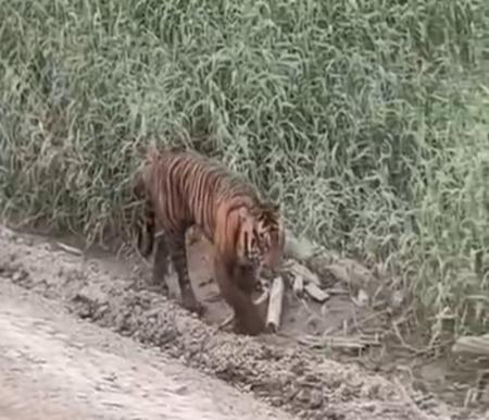 Viral video di Medsos, harimau diduga muncul di area konsesi Pelalawan (foto/int)