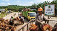 Harga TBS sawit mitra swadaya di Riau pekan ini naik.(ilustrasi/gemini AI/halloriau.com)