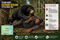 Petani di Pelalawan diserang beruang liar.(ilustrasi/int)