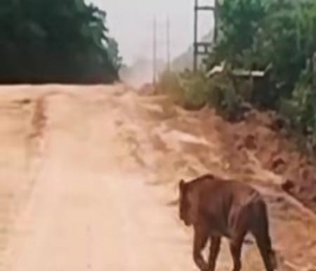 Terekam Kamera! Harimau Sumatera Menyeberang Jalur WIP Zamrud Siak