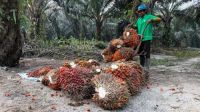 PSR Riau Capai 55 Ribu Hektare, Rp1,9 Triliun Sudah Disalurkan