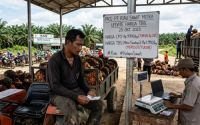 Harga TBS sawit mitra swadaya di Riau merosot.(ilustrasi/AI/halloriau.com)