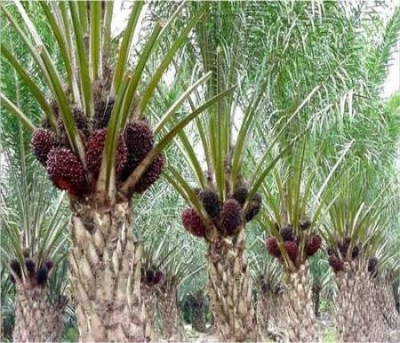 Harga TBS Kelapa Sawit Mitra Plasma Riau Turun Tipis Jadi Rp3.681 per Kilogram
