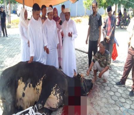 Muhammad Zahirsyah, anggota DPRD Kota Pekanbaru terpilih berkurban sapi 1,3 ton (foto/Mimi)