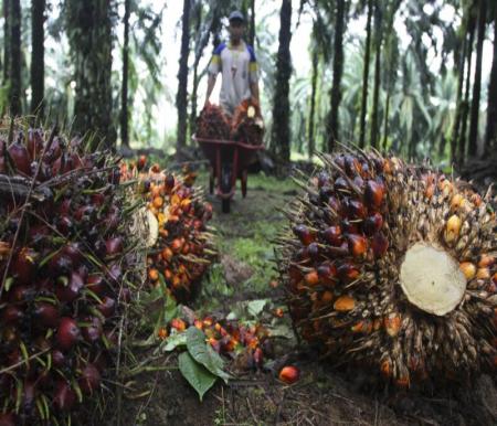 Dinamika Kebijakan Akibatkan Keterlanjuran Perkebunan Sawit di Riau Masuk Kawasan Hutan