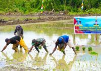 Para petani saat melakukan penanaman padi bertempat di Kampung Swentab, Distrik Kemtuk Gresi, Kabupaten Jayapura, pada beberapa waktu lalu 