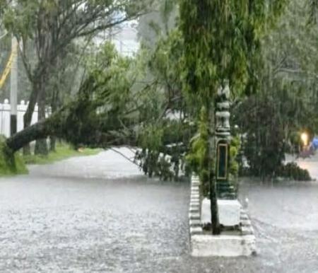 Pohon tumbang akibat cuaca ekstrem di Tembilahan, Inhil.(foto: yendra/halloriau.com)